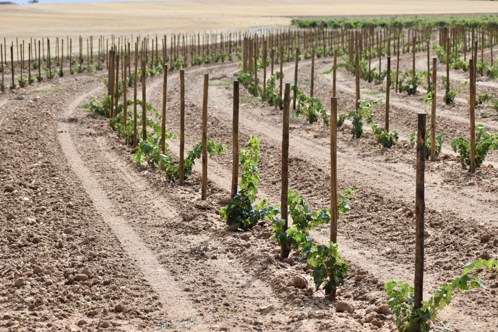 Viñedo en keyline